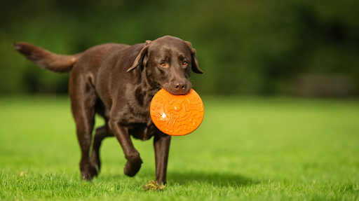 Hiring a Professional Dog Waste