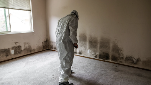 Mold Inspection